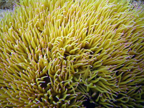 anemone 復刻版 鮮異の古代生物 ソマチッド Snakelocks anemone | The Wildlife Trusts
